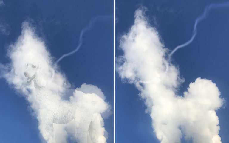 Cloud Dog